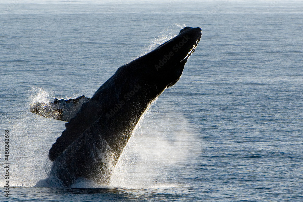 Obraz premium Breach