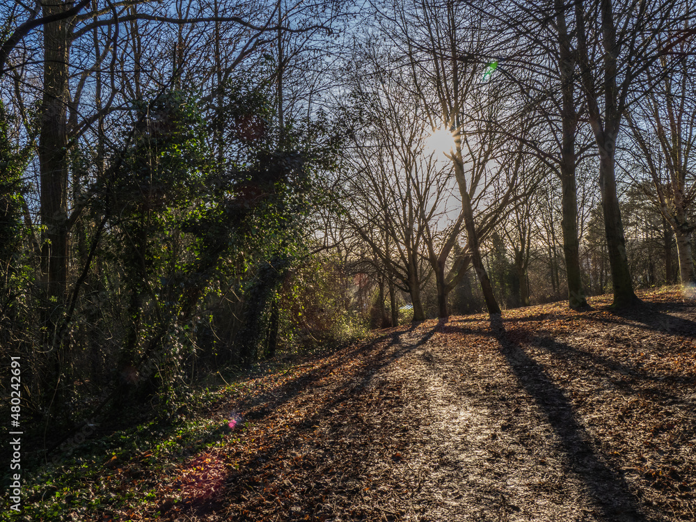 Fototapeta premium railway in the woods