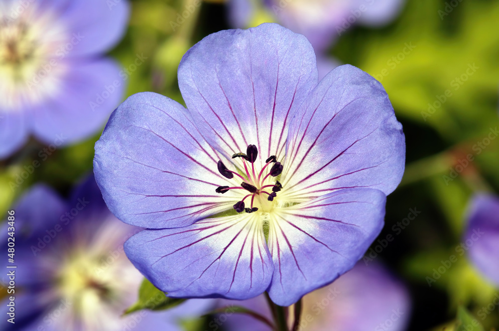 Geranium Rozanne 'Gerwat' a spring summer flowering plant with blue purple summertime flower commonly known as cranesbill, stock photo, image Geranium Rozanne 'Gerwat' a spring summer flowering plant with blue purple summertime flower commonly known as cranesbill, stock photo, image