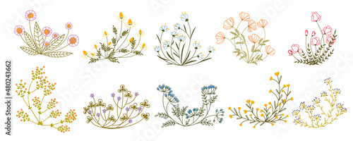 Colored line art plants set. Doodle style field and meadow plants. Collection of hand drawn floral flowers, leaves and berries. Wild flowers