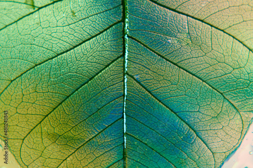 Transparent green leaf, veins. Closeup.