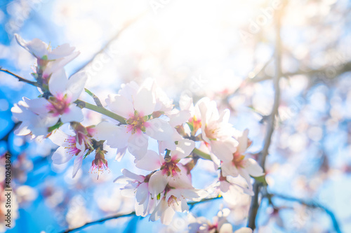 Foto almond tree bloom
