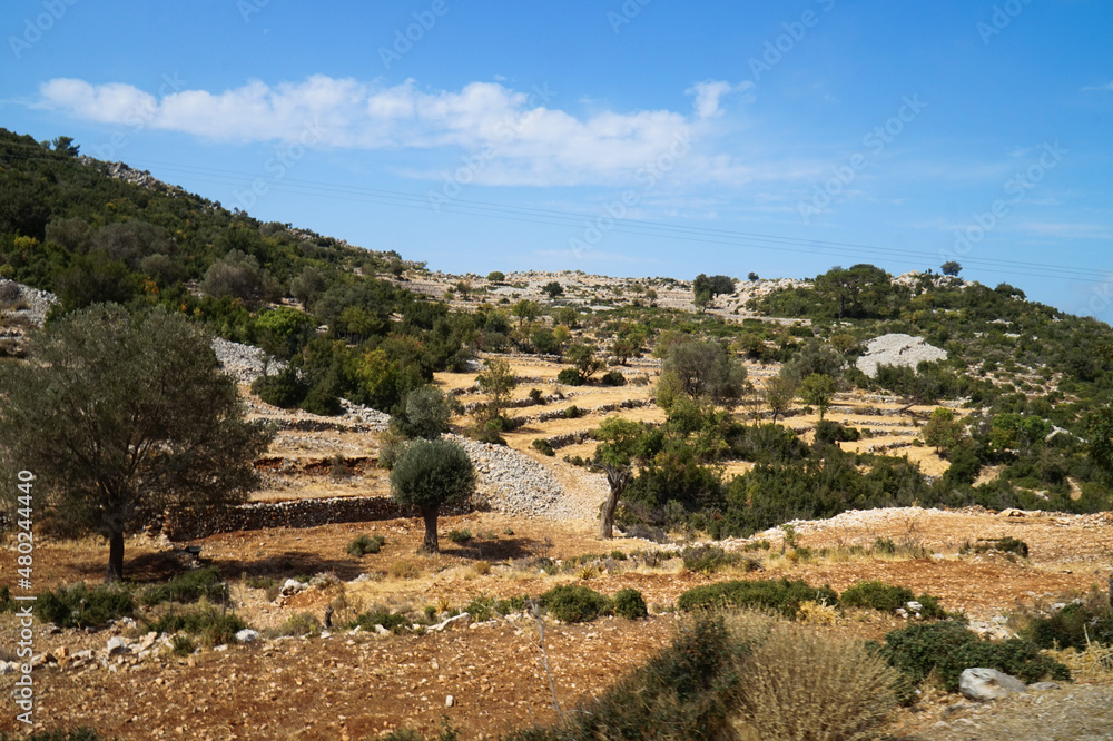 An orchard on the side of a mountain. South of Turkey.