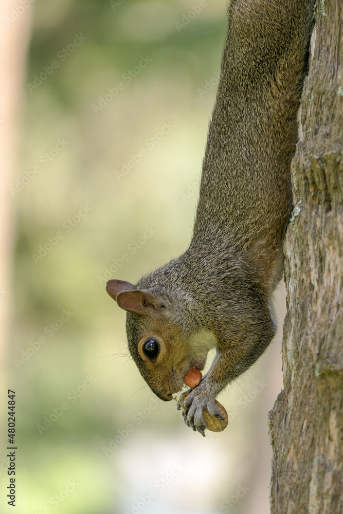 squirrel hanging off a tree eating squirrel hanging off a tree eating