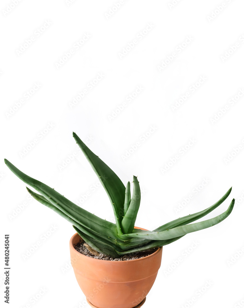 Fototapeta premium Agave cactus two-year-old in a clay pot on a white background