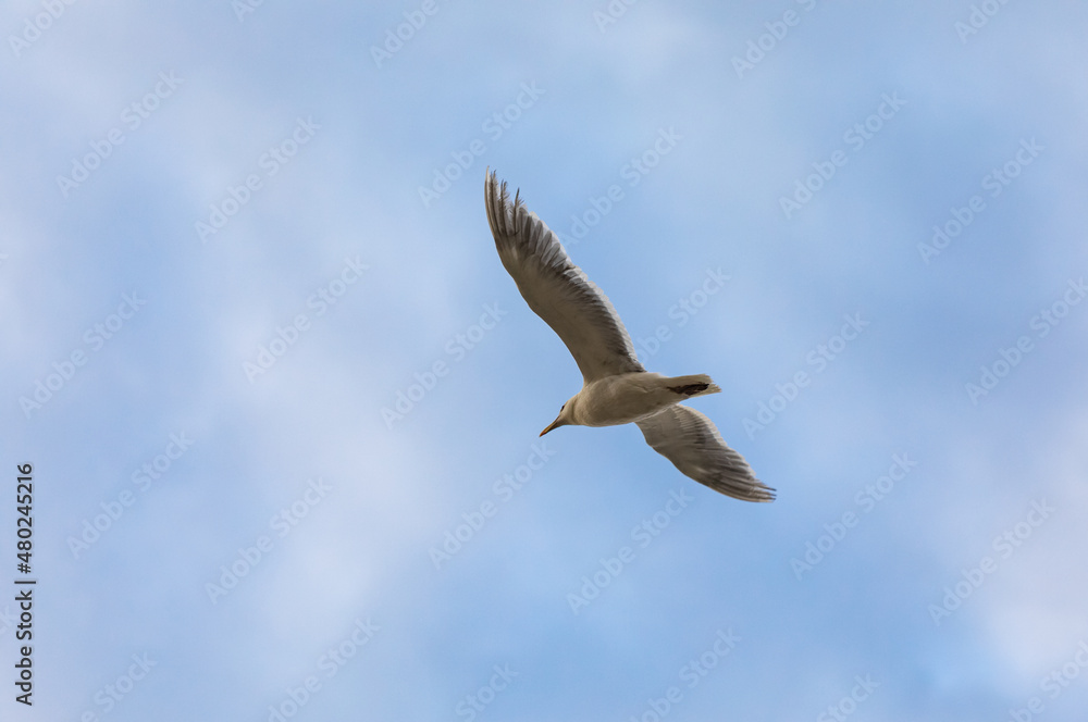 Obraz premium Ring-billed Gull Larus delawarensis Flying -Richmond BC
