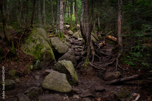 Trail to Lonesome Lake, White Mountains, New Hampshire