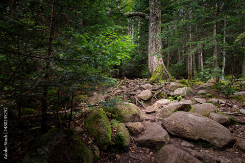 Trail to Lonesome Lake  White Mountains  New Hampshire