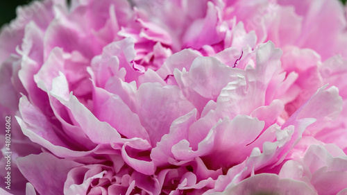 Close up Pink Peonies with delicate petals and green leaves in the garden, peonies with pink and beige color petals, pink flowers macro, flowers head, blooming peonies, floral photo, macro photography © Ksenia Ershova