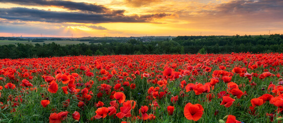 Papier peint photo Coquelicots Champ de coquelicots au soleil couchant doré  © Piotr Krzeslak