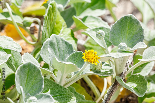 Close up yellow flower beach daisy, Arctotheca populifolia, the plant is widely naturalized in the coastal districts of southern Australia, New South Wales, Victoria and parts of South Australia photo