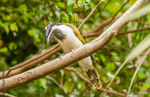 Blue-faced honeyeater, Entomyzon cyanotis, also colloquially known as the bananabird sitting on a tree branch with curved neck looking at the lens photo