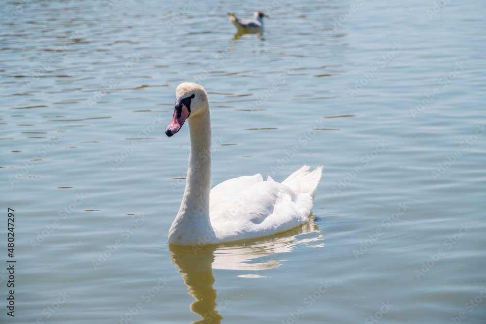 Graceful white Swan swimming in the lake, swans in the wild. Portrait of a white swan swimming on a lake.