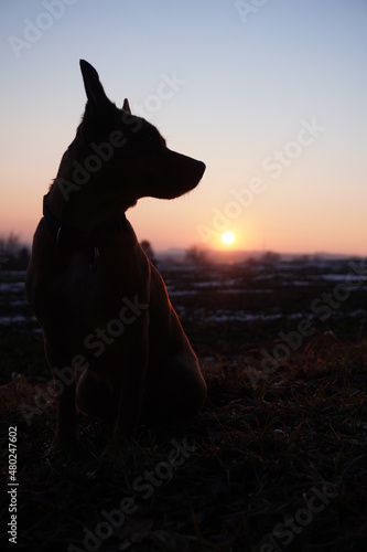 Fotografie wondrous red sunset with dog silhouette