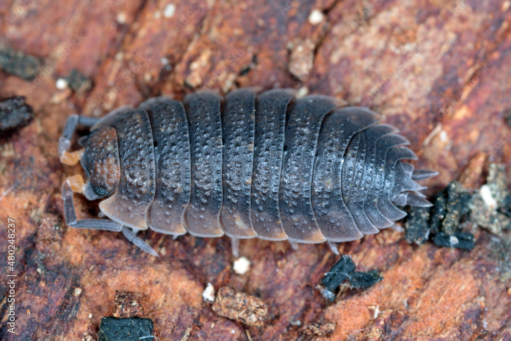 Common rough woodlouses, Porcellio scaber on wood Common rough woodlouses, Porcellio scaber on wood