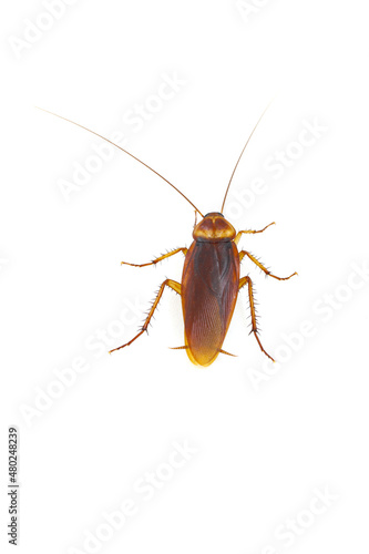 European earwig (Forficula auricularia) eating the young leaves on an eggplant.