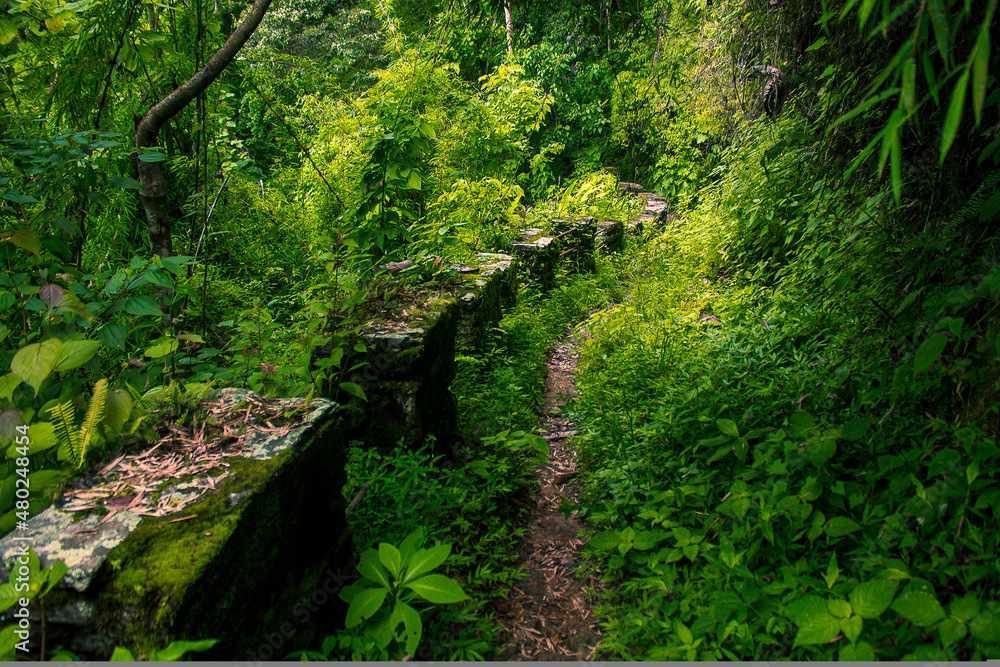 Fototapeta premium Green places full of peace of mind in el avila public park. Traveling through Caracas, knowing biodiverse recreation areas in Venezuela