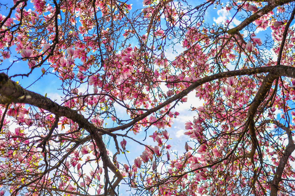 Magnolia tree blossoms in the summer Magnolia tree blossoms in the summer