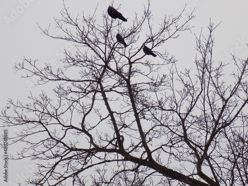 Dark silhouettes of birds on a tree on a cloudy day