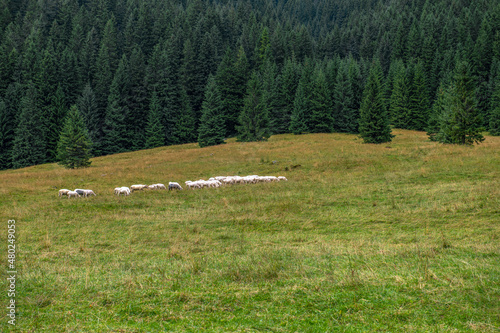 Owce na wypasie na łące na skraju świerkowego lasu