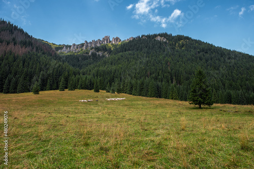 Mnichy Chochołowskie - długi rząd turni, które znajdują się w Tatrach Zachodnich. Poniżej na polanie wypasa się stado owiec