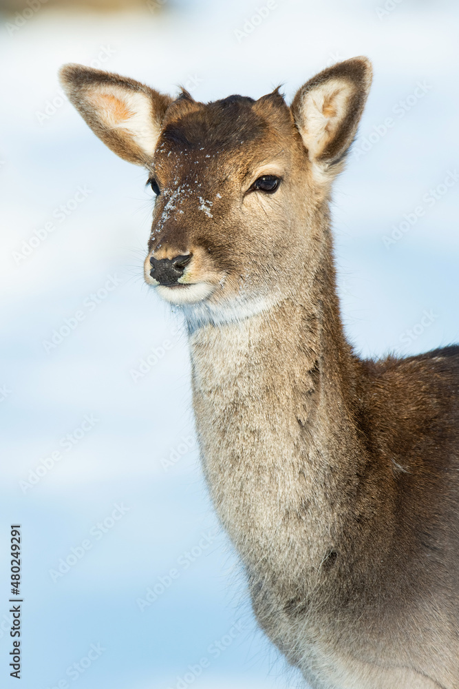 Fallow deer (Dama dama), with beautiful white coloured background. Amazing mammal with brown hair in the snow. Winter wildlife scene from nature, Czech Republic Fallow deer (Dama dama), with beautiful white coloured background. Amazing mammal with brown hair in the snow. Winter wildlife scene from nature, Czech Republic