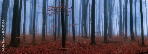 Foggy day in autumn forest