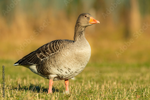 Greylag goose (Anser anser), with beautiful yellow coloured background. Colorful waterbird with grey feather sitting near the river. Wildlife scene from nature, Czech Republic