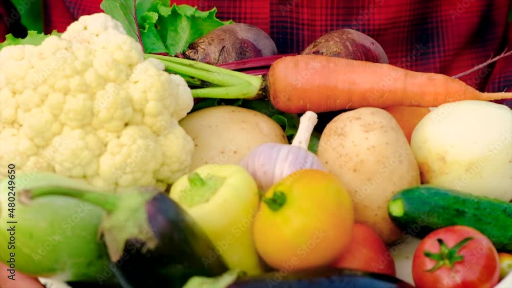 A man farmer with a harvest of vegetables in his hands. Selective focus. A man farmer with a harvest of vegetables in his hands. Selective focus.