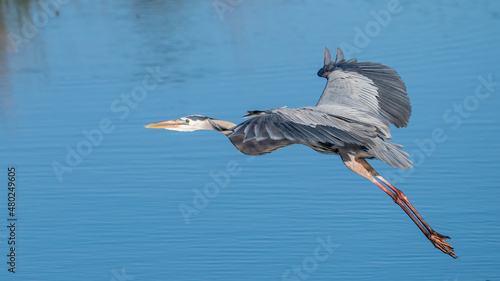 Great Blue Heron take off