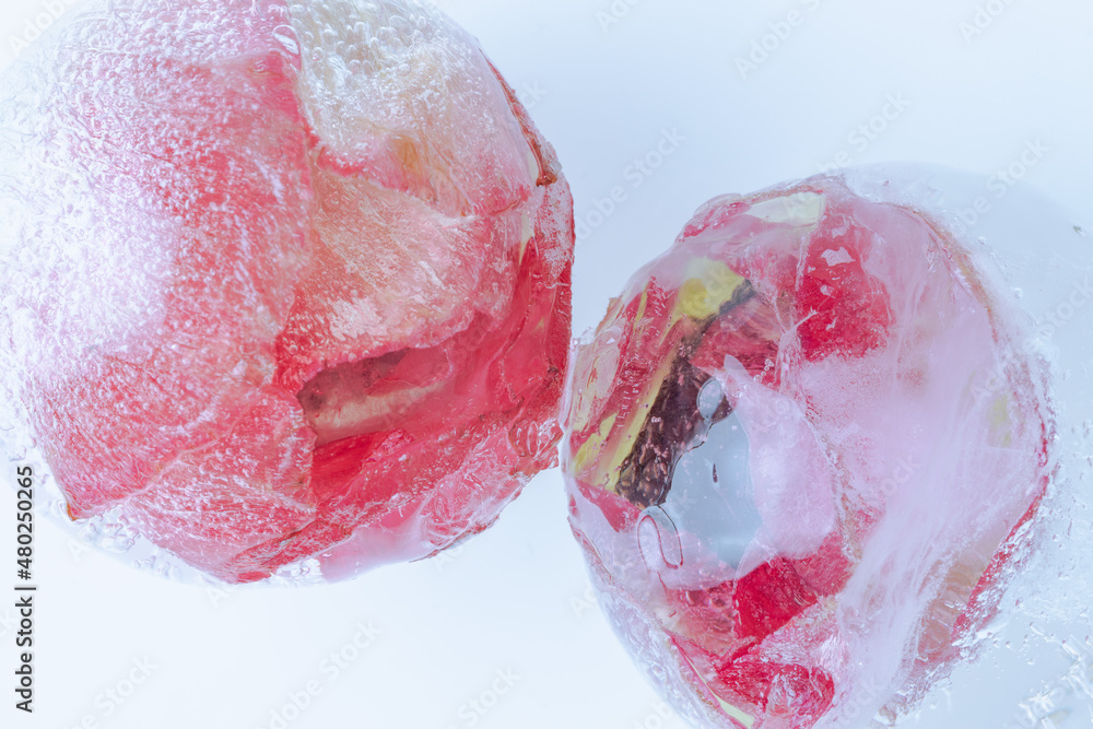 Fototapeta premium Ranunkelblüten in kristallklarem Eis