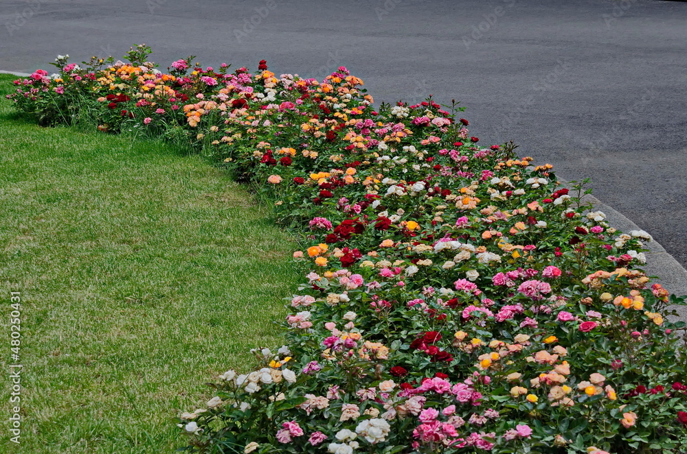 Photo of rose bushes with blooming different colors in a nature park, Sofia, Bulgaria Photo of rose bushes with blooming different colors in a nature park, Sofia, Bulgaria