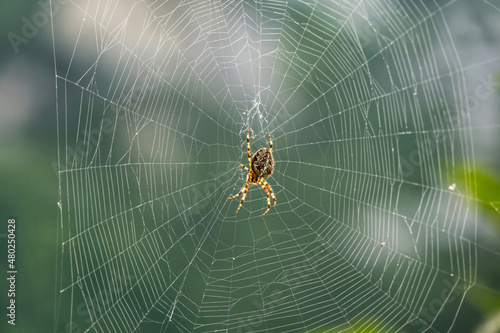 macro shot of a European garden spider