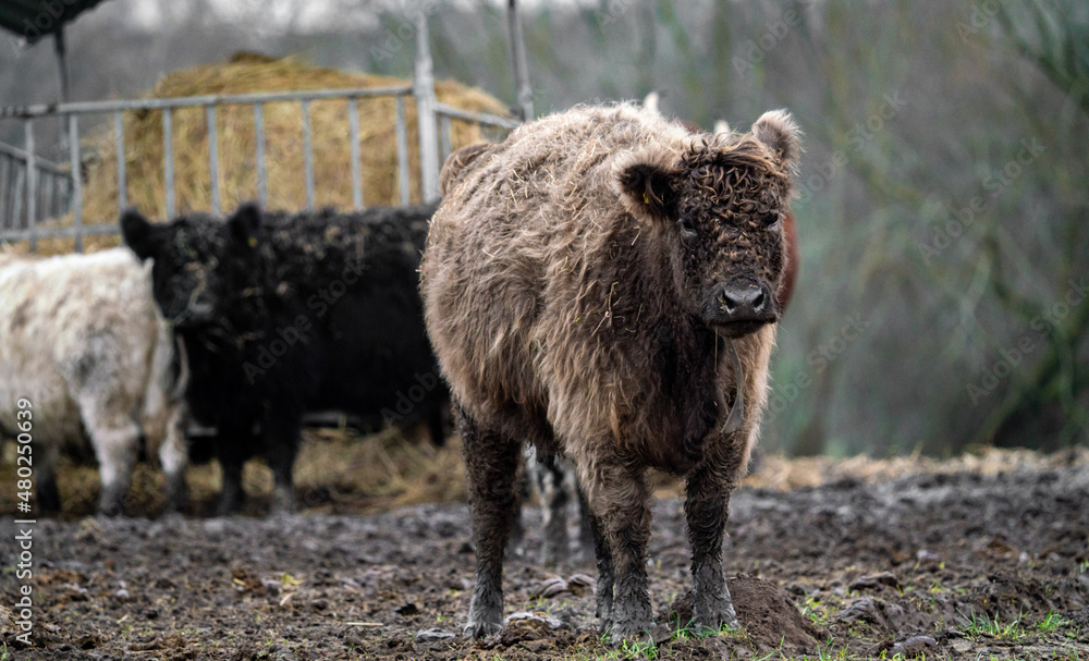 Obraz premium Portrait of Galloway cattle, cow breeding 