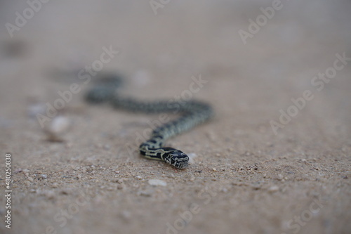 Little Horseshoe Whip Snake in Portugal