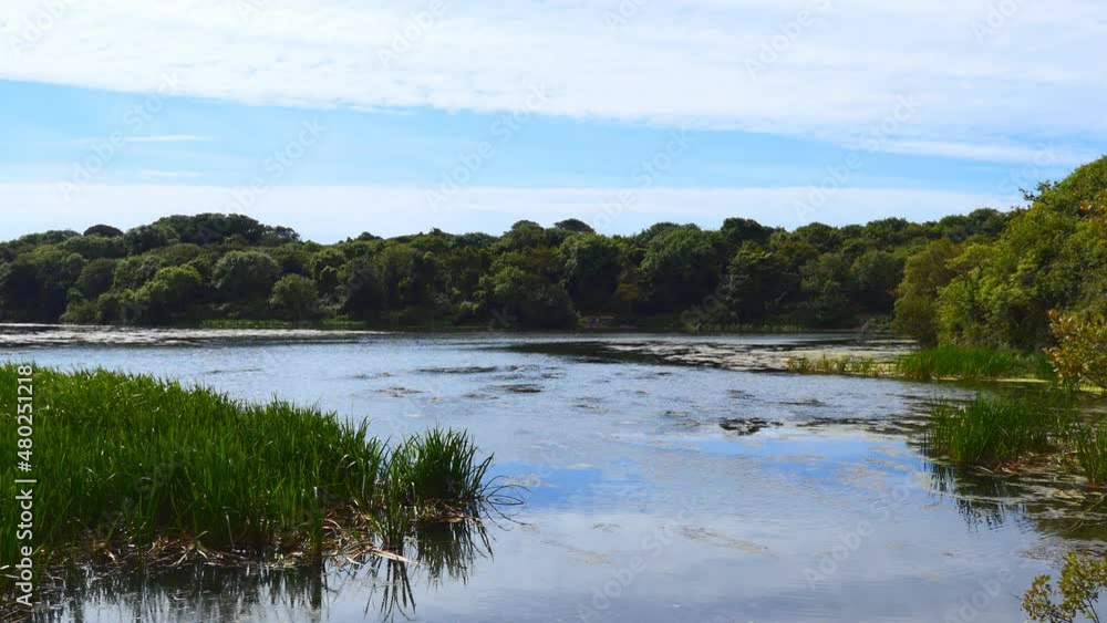 A view of a swamp in the forest in summer. A view of a swamp in the forest in summer.