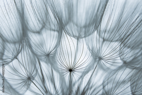 dandelion seeds close up, silhouette of flower