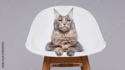 Fototapeta Naklejka Na Ścianę i Meble -  Funny large longhair gray kitten with beautiful big brawn eyes. Lovely fluffy cat Maine Coon breed sitting on a chair. Free space for text.