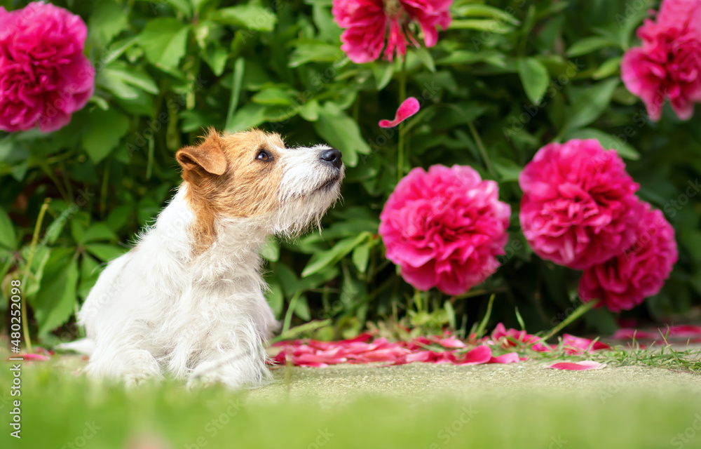 Happy cute pet dog puppy smelling peony flowers. Spring forward, springtime or summer concept.