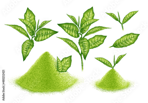 Matcha powder and leaves green tea. Japanese beverage. Shredded leaves for green tea drink. Sketch in vintage pointillism style. Engraved vector.