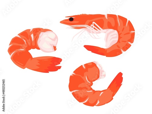 Two shrimps and one with head and legs.Crustacean Sea Obetatites.Isolated on white background