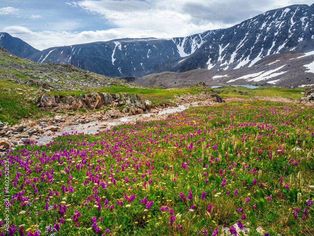Fototapeta premium Alpine meadow blooming grasses. Alpine green summer meadow with blooming purple flowers. Alpine highlands. Blooming meadow of the highlands.
