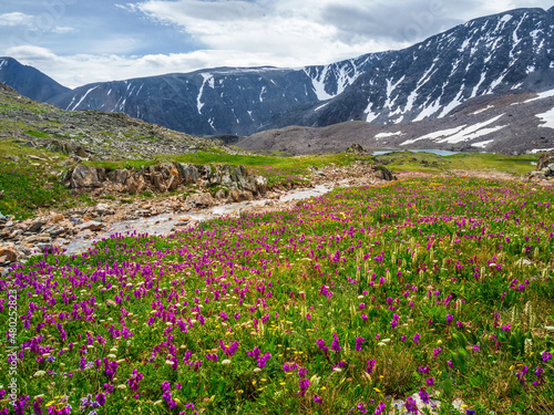 Alpine meadow blooming grasses. Alpine green summer meadow with blooming purple flowers. Alpine highlands. Blooming meadow of the highlands.