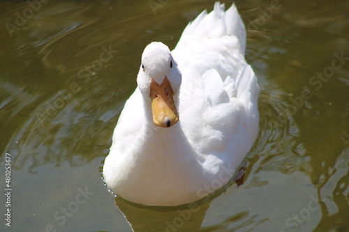 white goose swimming