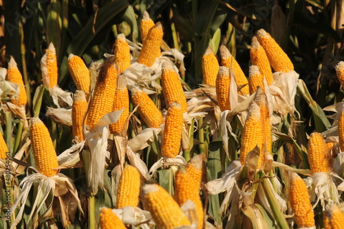 a group yellow corn kobs in a field in the countryside in autumn closeup photo