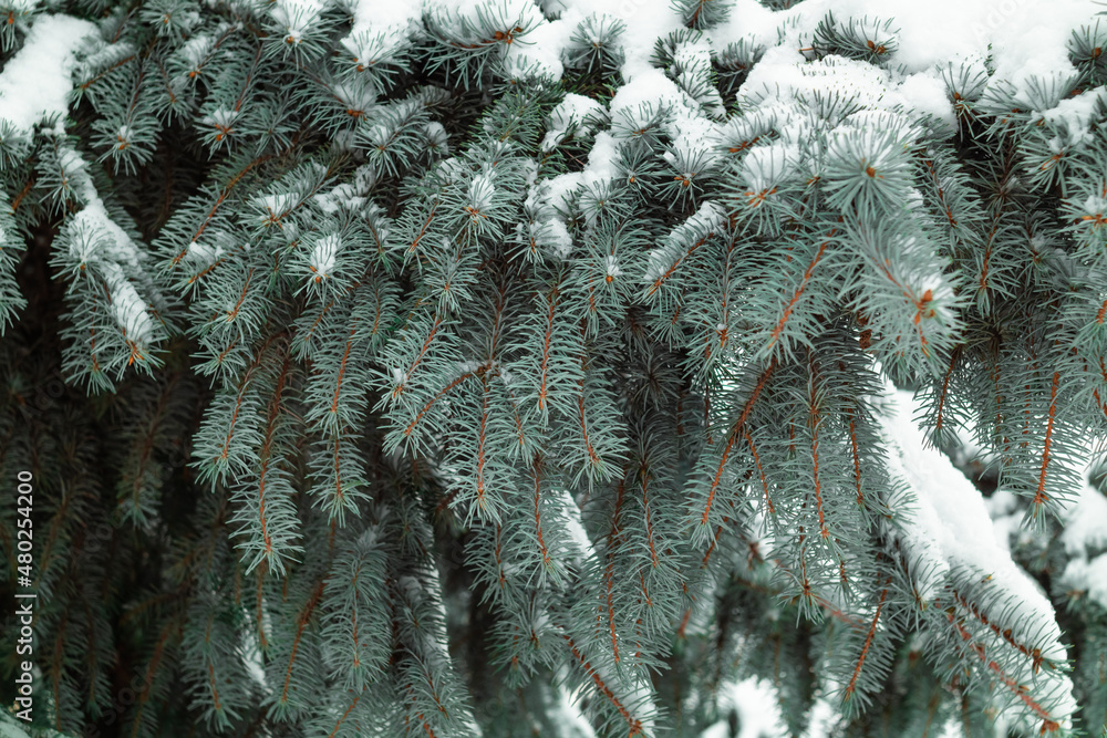 Branches of blue spruce. Winter background.