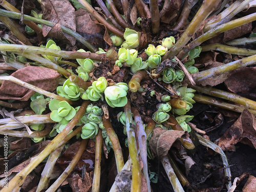 Stonecrop begins to grow during the warm winter in January, old and new shoots of the plant (Hylotelephium spectabile)