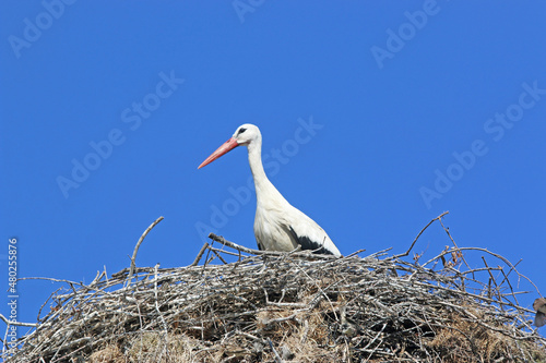 storks in their nest 