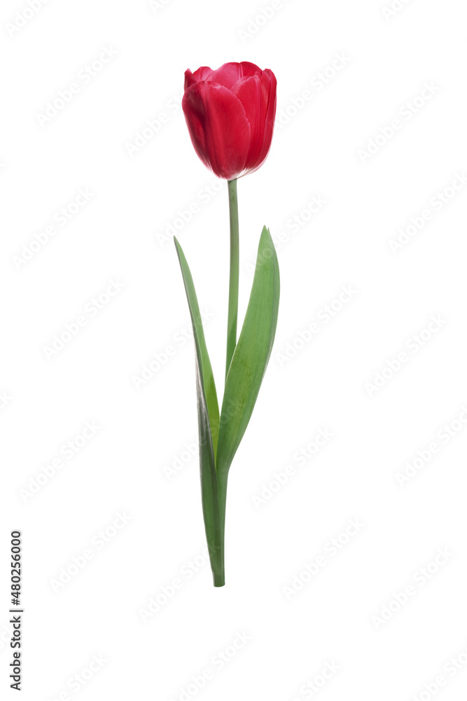 Single red tulip flower isolated on white background. Single red tulip flower isolated on white background.