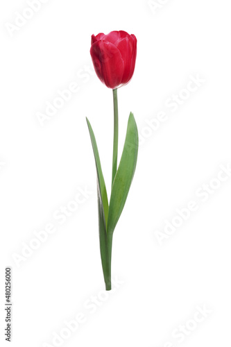 Single red tulip flower isolated on white background.